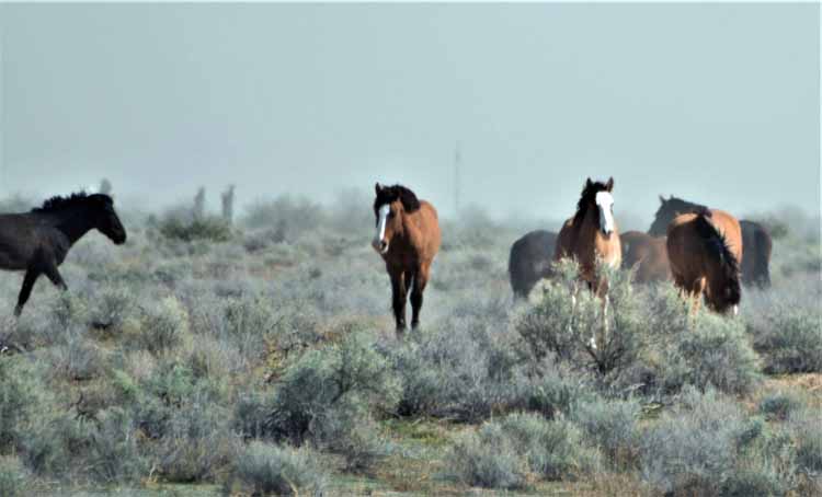 mustangs